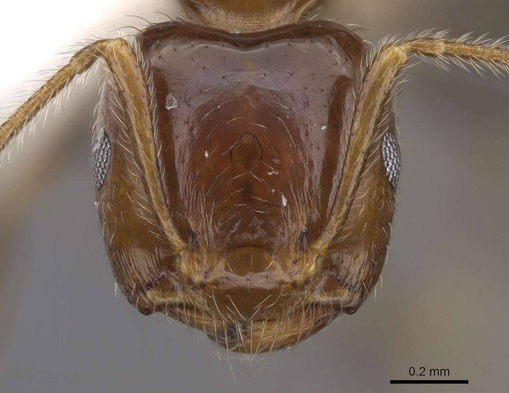 Image of Crematogaster polita Smith 1865