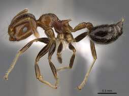 Image of Crematogaster polita Smith 1865