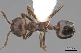 Слика од Crematogaster modiglianii Emery 1900