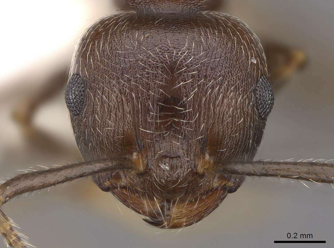 Слика од Crematogaster modiglianii Emery 1900