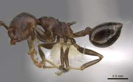 Слика од Crematogaster modiglianii Emery 1900