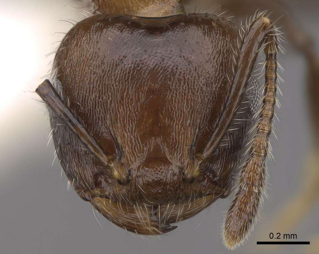 Image of Crematogaster flavitarsis Emery 1900