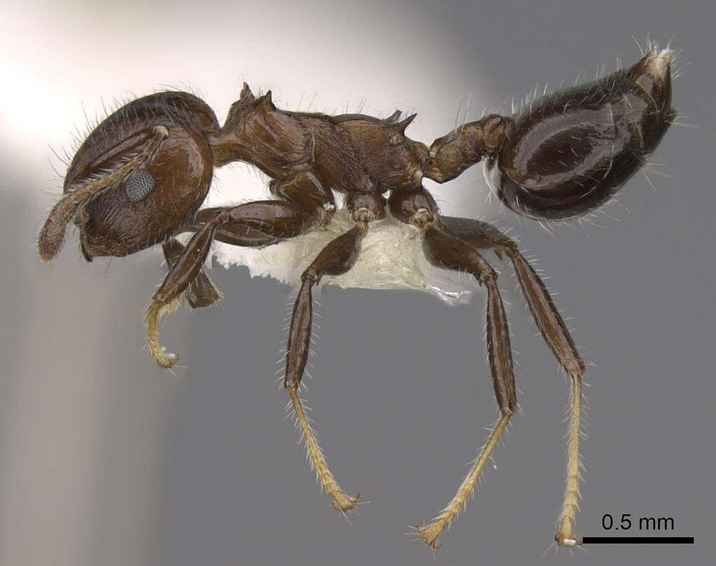 Image of Crematogaster flavitarsis Emery 1900