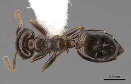 Image of Crematogaster fruhstorferi Emery 1901