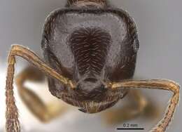 Image of Crematogaster fruhstorferi Emery 1901