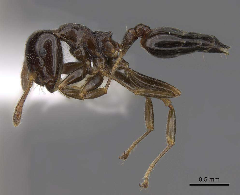 Image of Crematogaster fruhstorferi Emery 1901