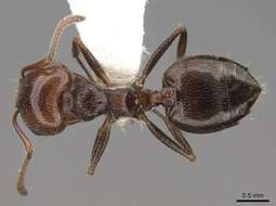 Image of Crematogaster laestrygon Emery 1869