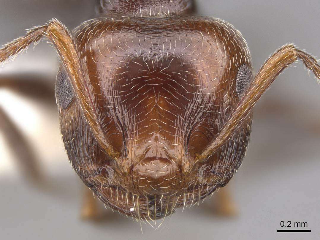 Image of Crematogaster laestrygon Emery 1869