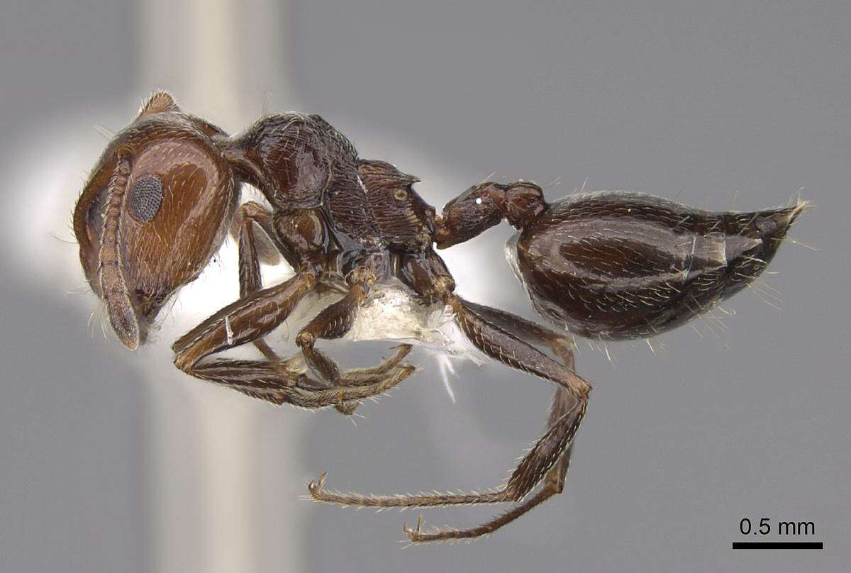 Image of Crematogaster laestrygon Emery 1869