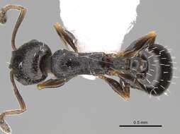 Image of Temnothorax niger