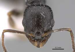 Image of Temnothorax niger