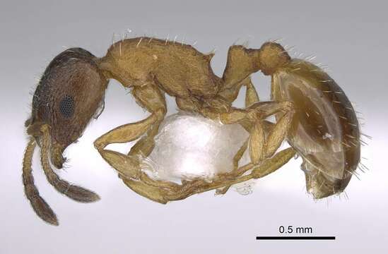 Image of Temnothorax tuberum