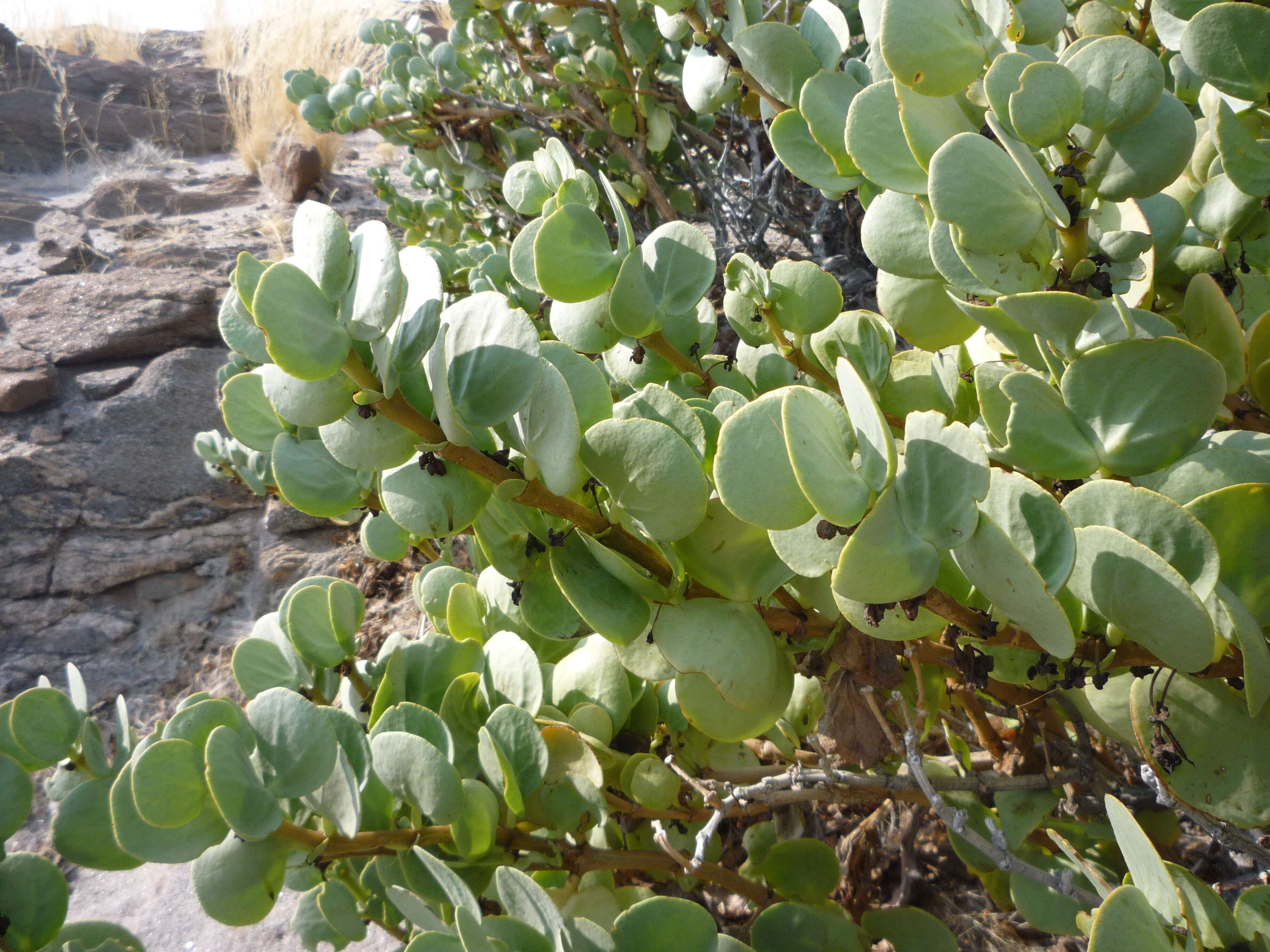 Sivun Tetraena stapfii (Schinz) Beier & Thulin kuva