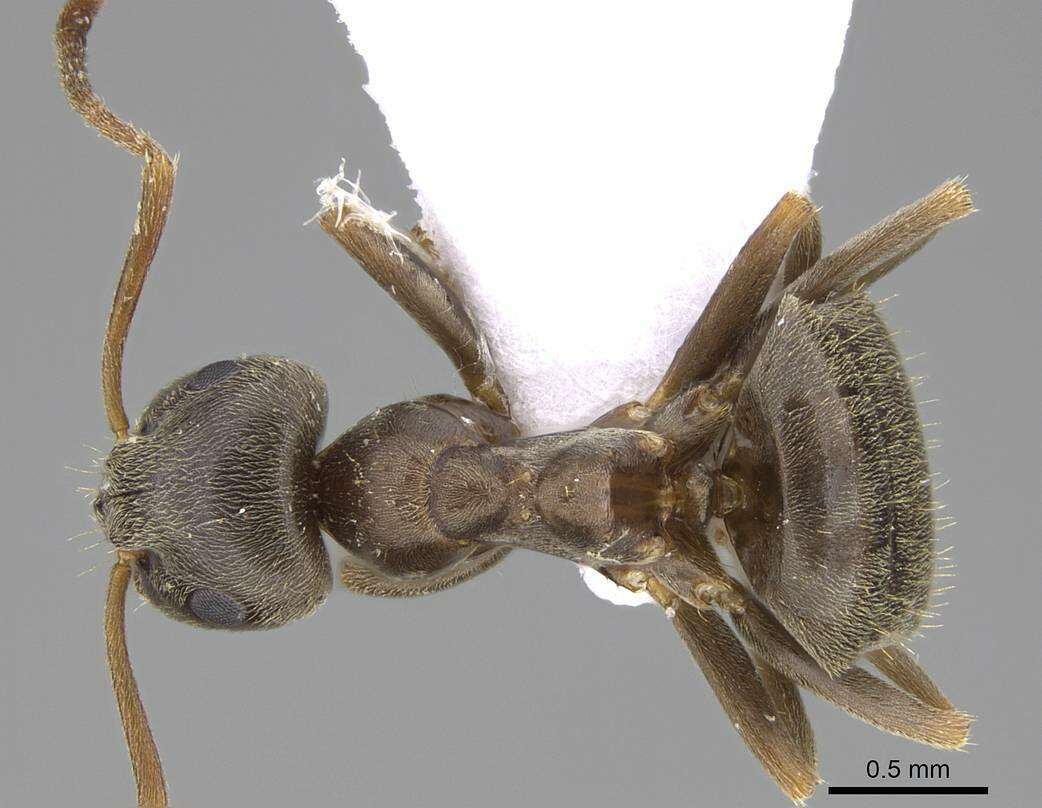 Image de <i>Lasius bombycina</i>