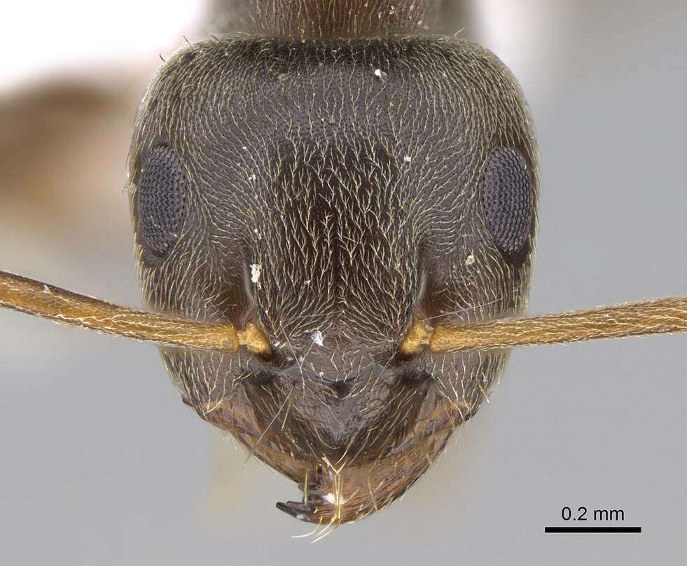 Image de <i>Lasius bombycina</i>