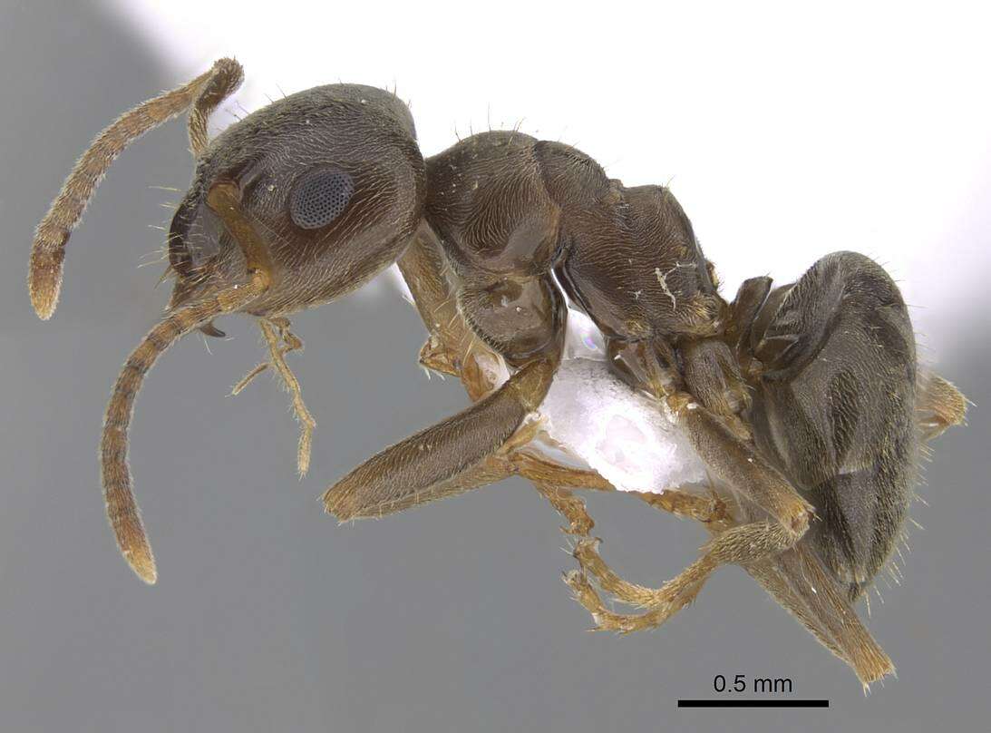 Image de <i>Lasius bombycina</i>