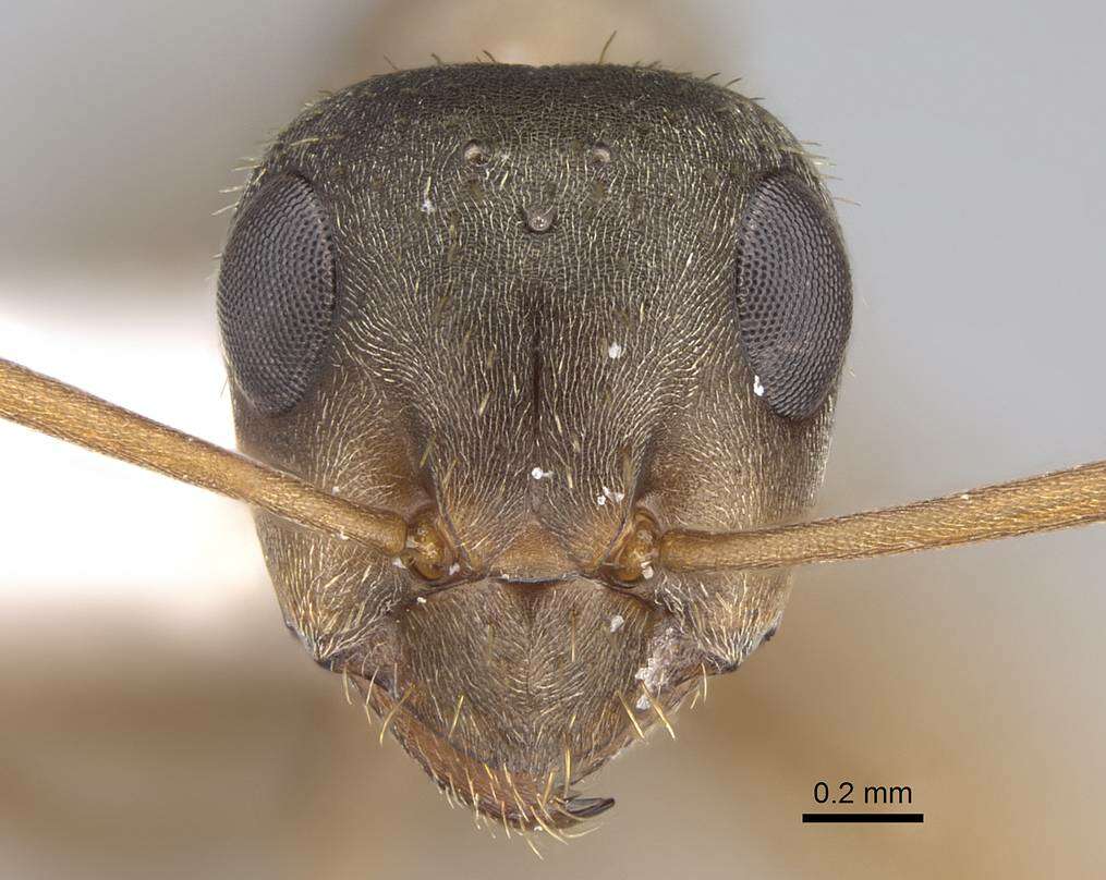 Image of Formicinae