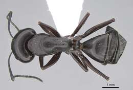 Image of Camponotus alii Forel 1890