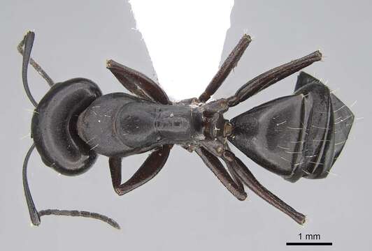 صورة Camponotus alii Forel 1890