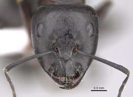 Imagem de Camponotus alii Forel 1890