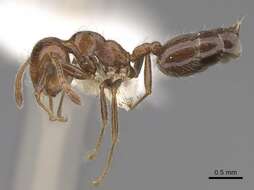 Image of Crematogaster subdentata Mayr 1877