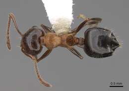 Image of Crematogaster coarctata Mayr 1870