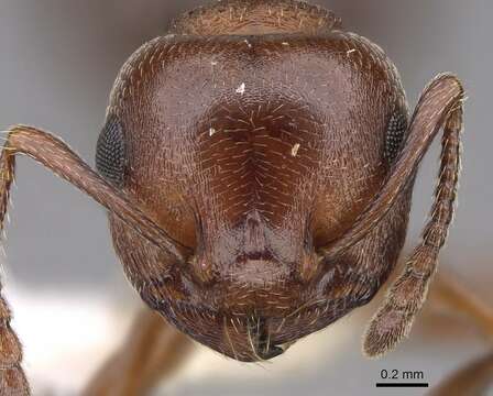 Image of Crematogaster depilis Wheeler 1919