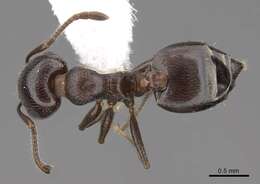 Слика од Crematogaster isolata Buren 1968