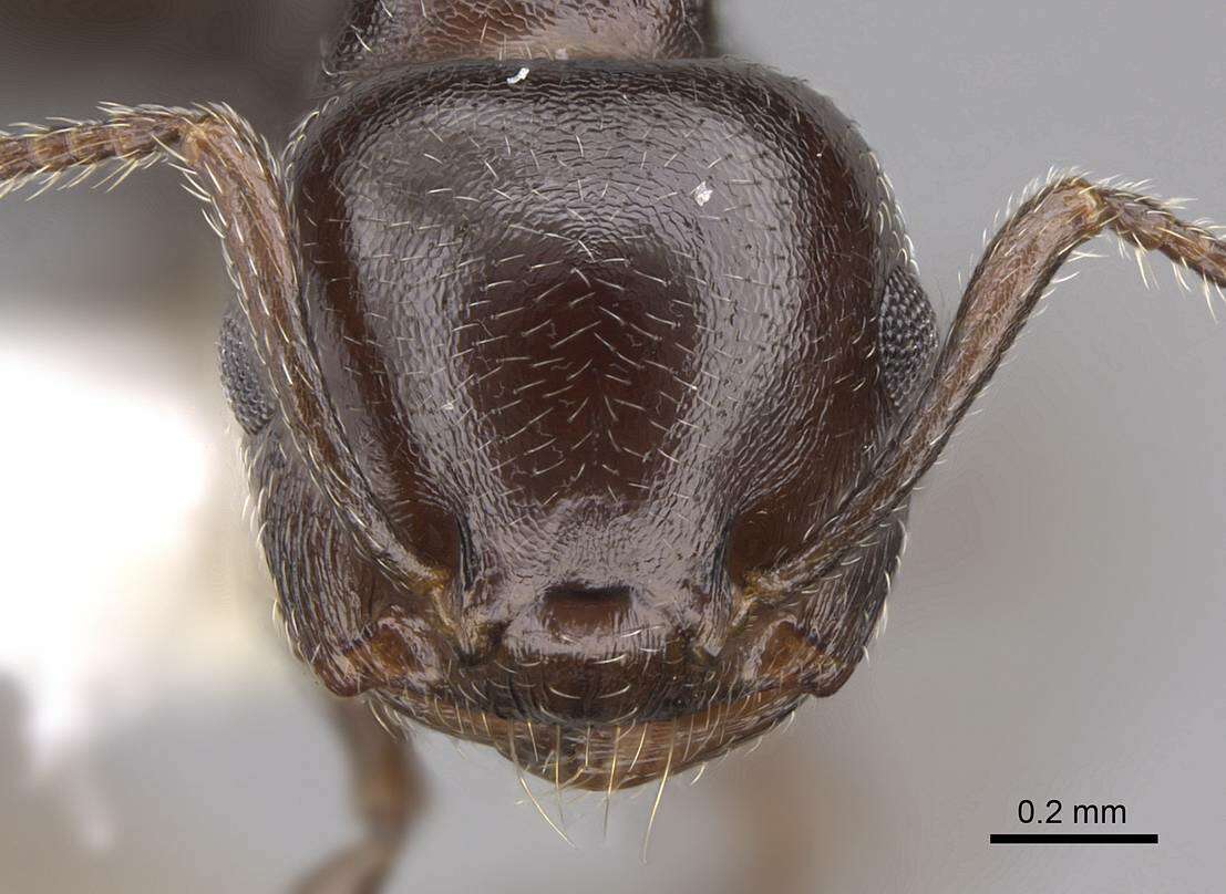 Слика од Crematogaster isolata Buren 1968