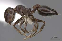 Слика од Crematogaster isolata Buren 1968