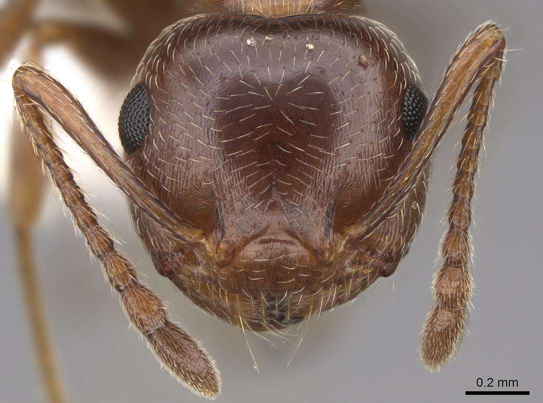 Image of Crematogaster coarctata Mayr 1870