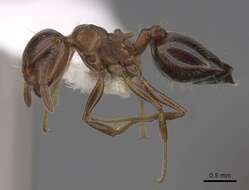 Image of Crematogaster coarctata Mayr 1870