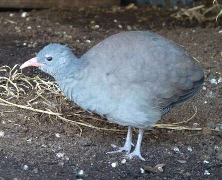 Image of Tataupa Tinamou