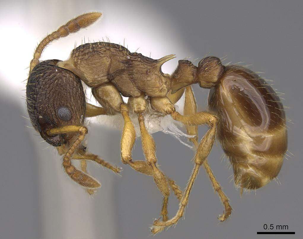 Image of Myrmica alaskensis Wheeler 1917