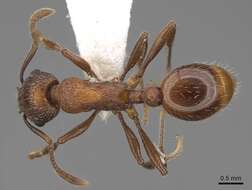 Imagem de Myrmica