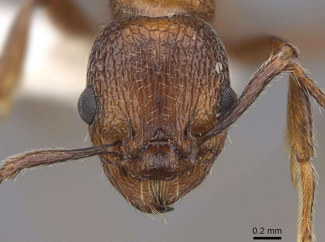 Imagem de Myrmica