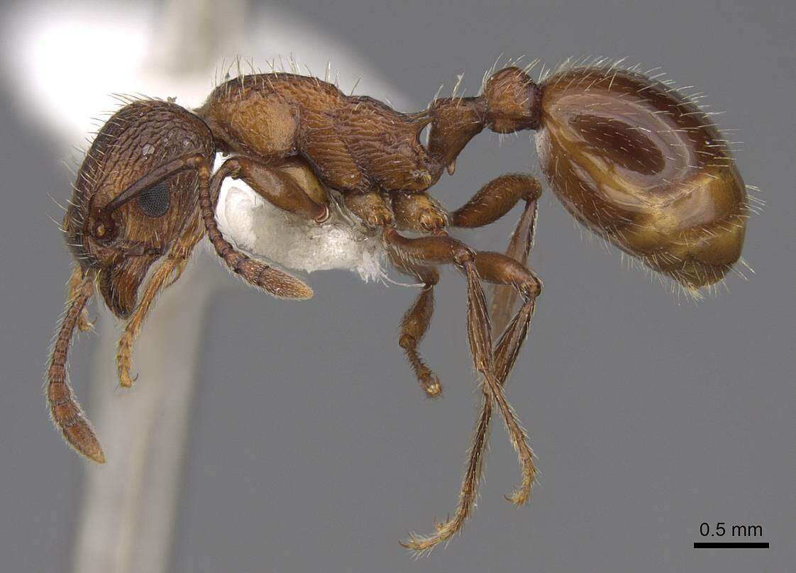 Imagem de Myrmica