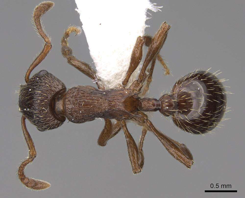 Image of Myrmica discontinua Weber 1939