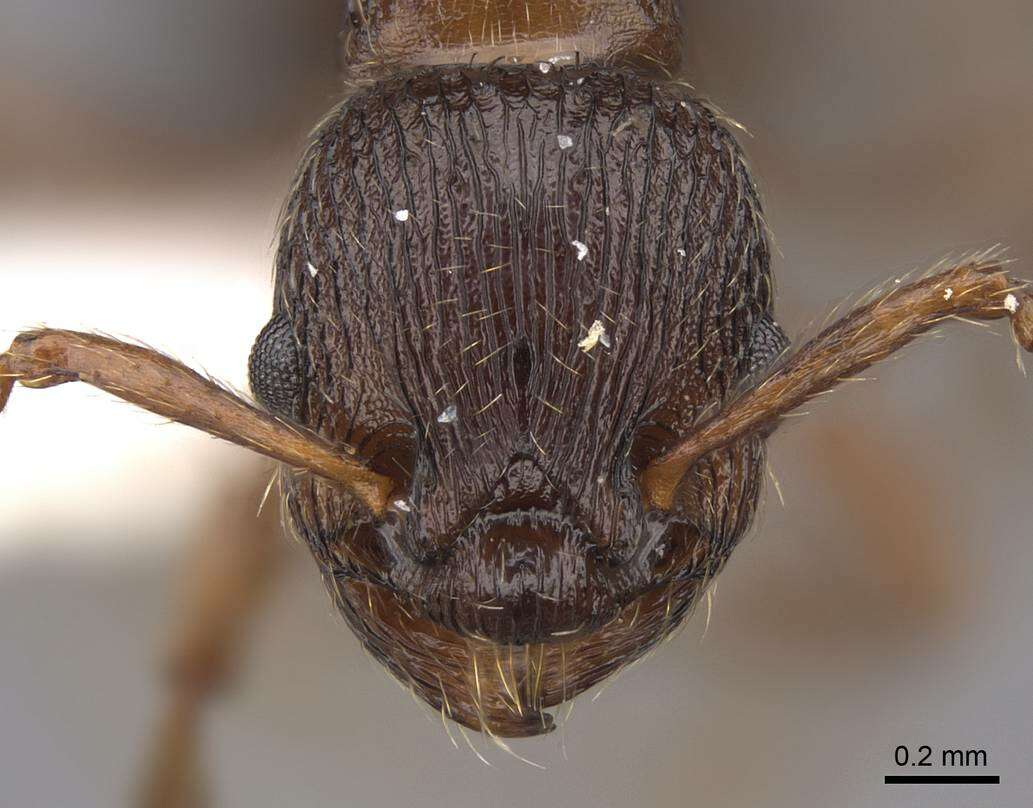 Image of Myrmica discontinua Weber 1939