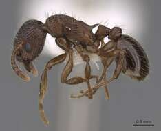 Image of Myrmica discontinua Weber 1939