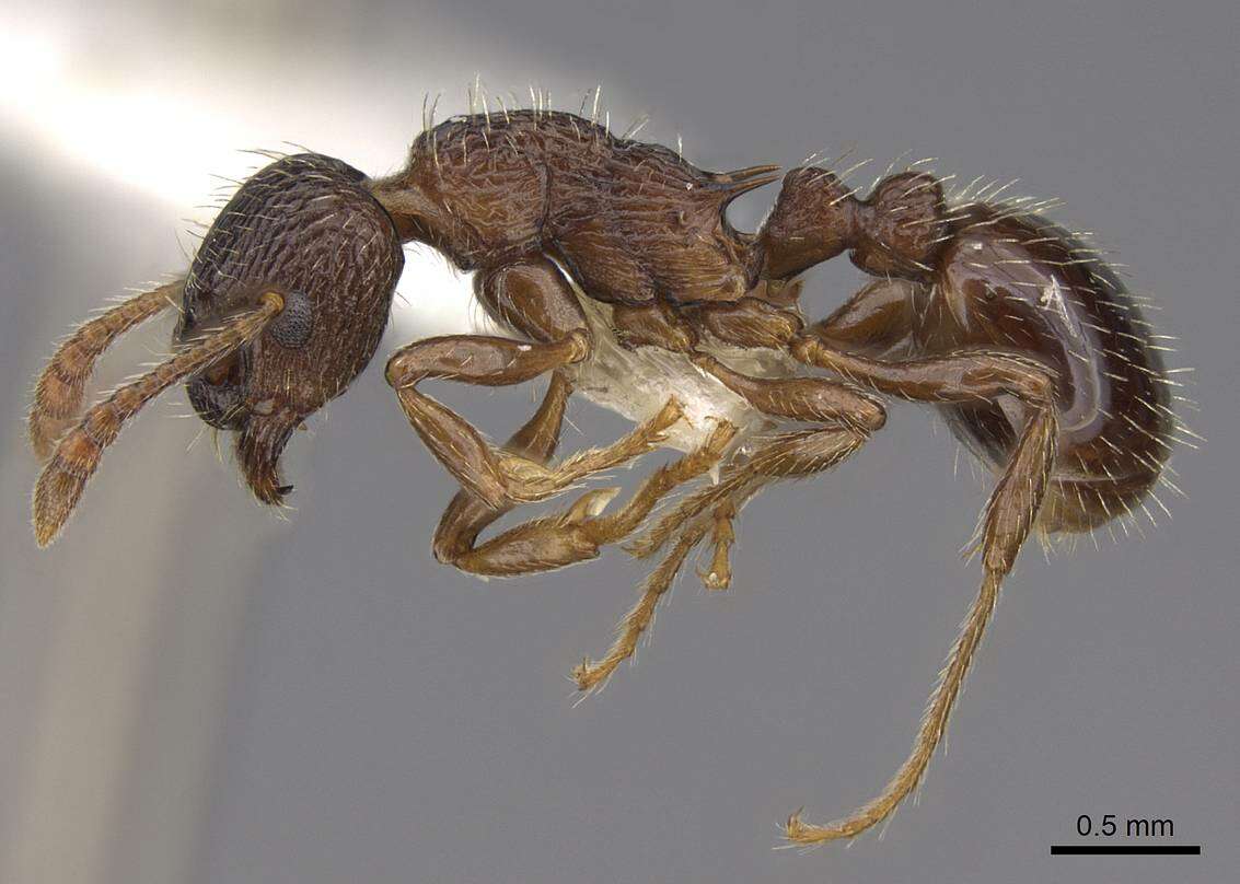 Image of Myrmica fracticornis Forel 1901