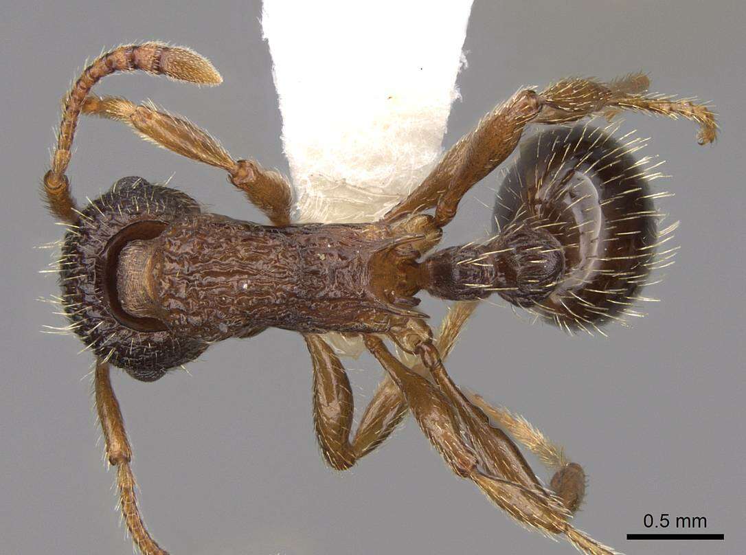 Plancia ëd Myrmica nearctica Weber 1939