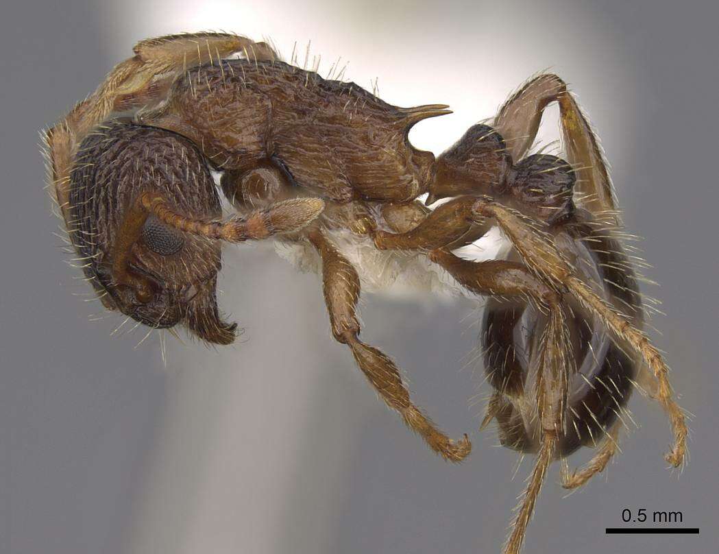 Plancia ëd Myrmica nearctica Weber 1939