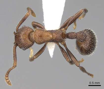 Image of Myrmica rugiventris (Smith 1943)