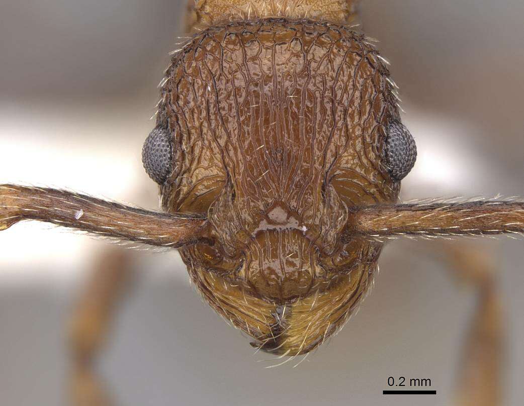 Image of Myrmica rugiventris (Smith 1943)