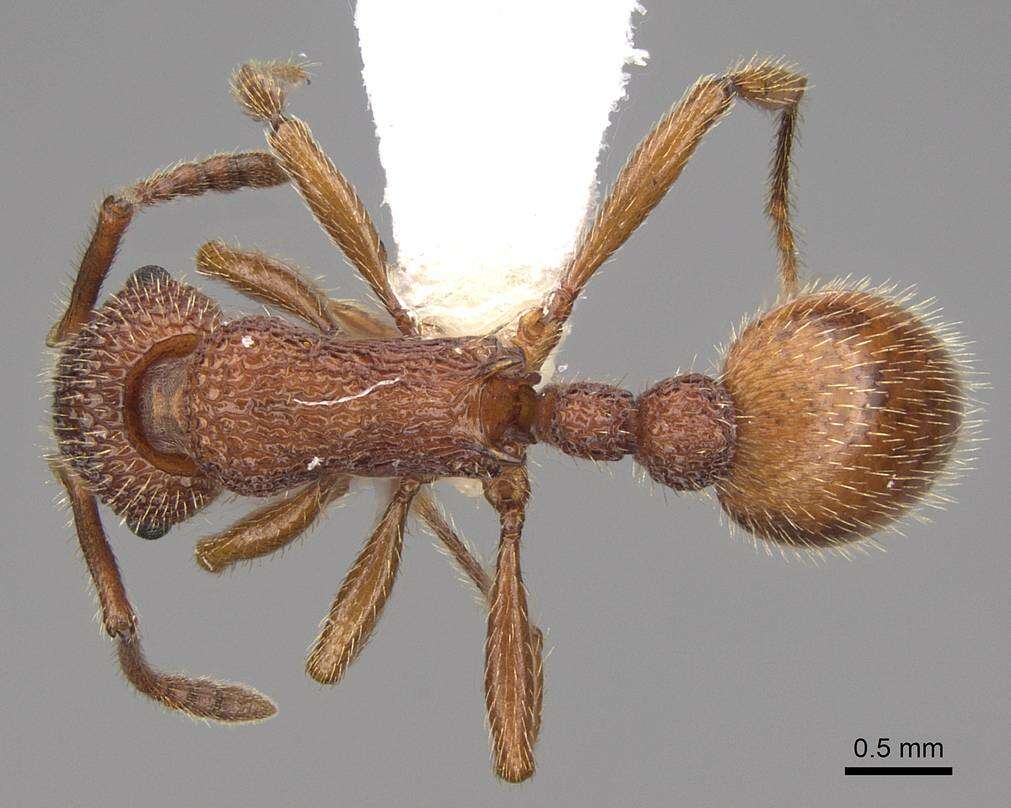 Image of Myrmica striolagaster Cole 1953