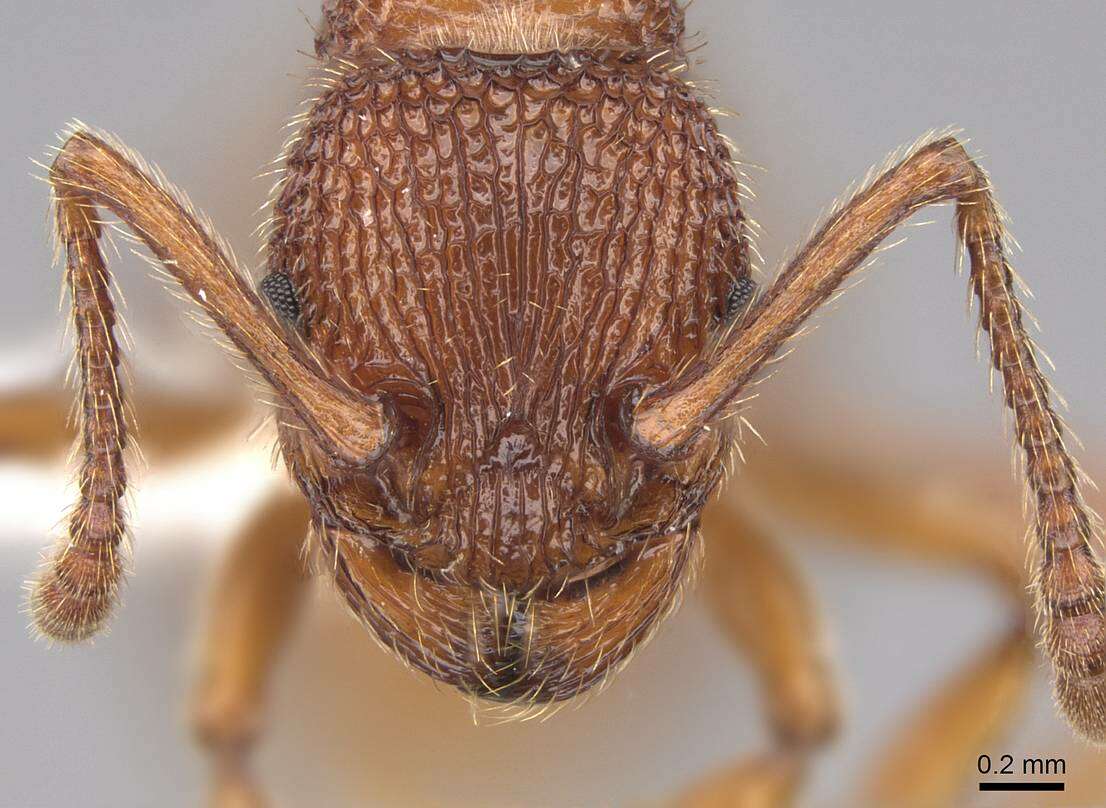 Image of Myrmica striolagaster Cole 1953