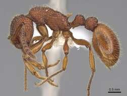 Image of Myrmica striolagaster Cole 1953