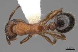 Plancia ëd Myrmica tahoensis Weber 1948