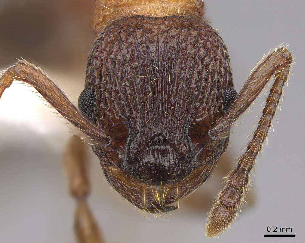 Plancia ëd Myrmica tahoensis Weber 1948